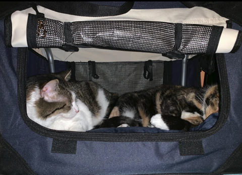 Luggage - Some of our Furry Friends!