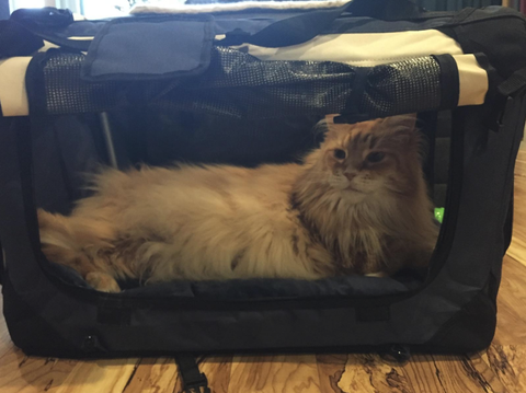 Luggage - Some of our Furry Friends!