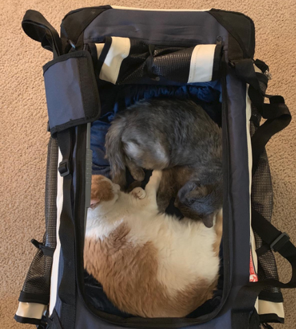 Stroller - Some of our Furry Friends!