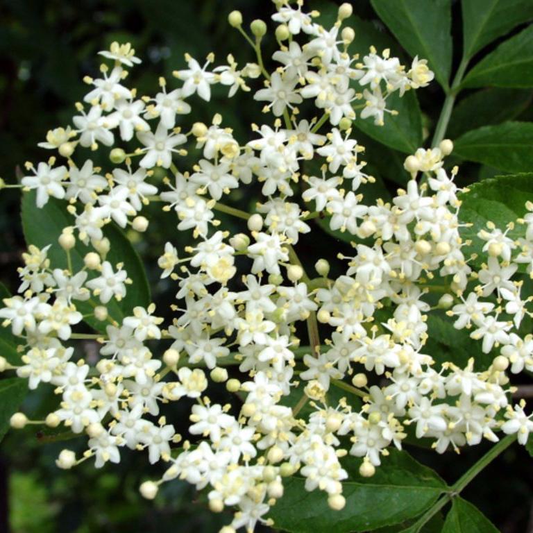 Sirop De Fleurs De Sureau