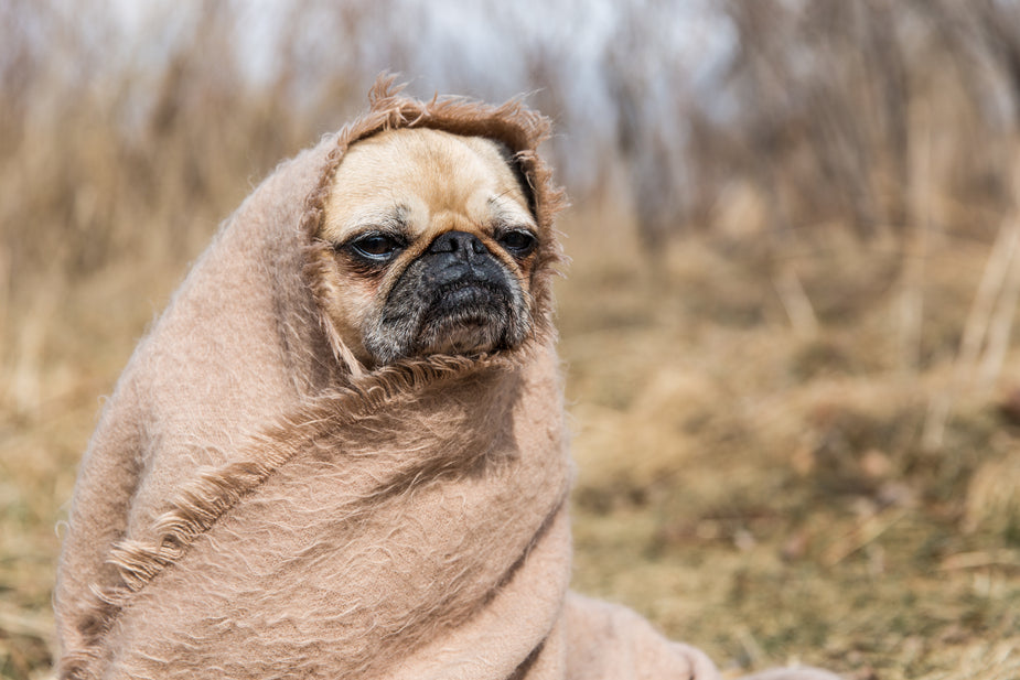 valley fever in dogs