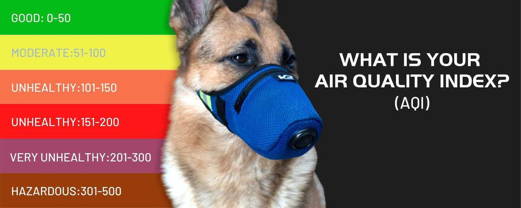 Understanding AQI Index for lung health in a dog