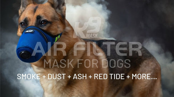 Luchtfilter gezichtsmasker voor honden in slechte luchtkwaliteit index aqi