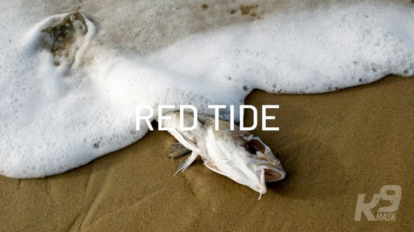 Η βρεβετοξίνη Red Tide επηρεάζει την υγεία των κατοικίδιων σκύλων στη Φλόριντα
