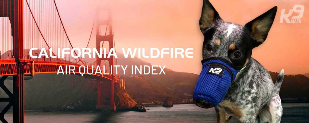 Каліфорнійські собаки в диму від пожежі