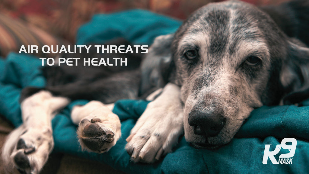 Air pollution is a familiar environmental health hazard to people and pets