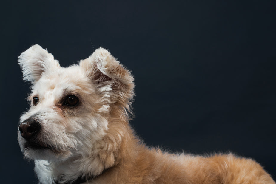 Собаче респіраторне здоров'я для собак у диму від лісової пожежі з використанням димової повітряної маски для собак