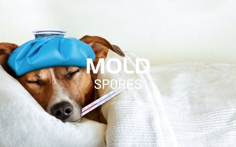 is mold dangerous for dogs