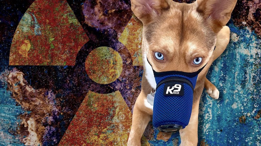 השפעות בריאותיות של קרינה על כלבים והגנת מסנן אוויר מסכת k9