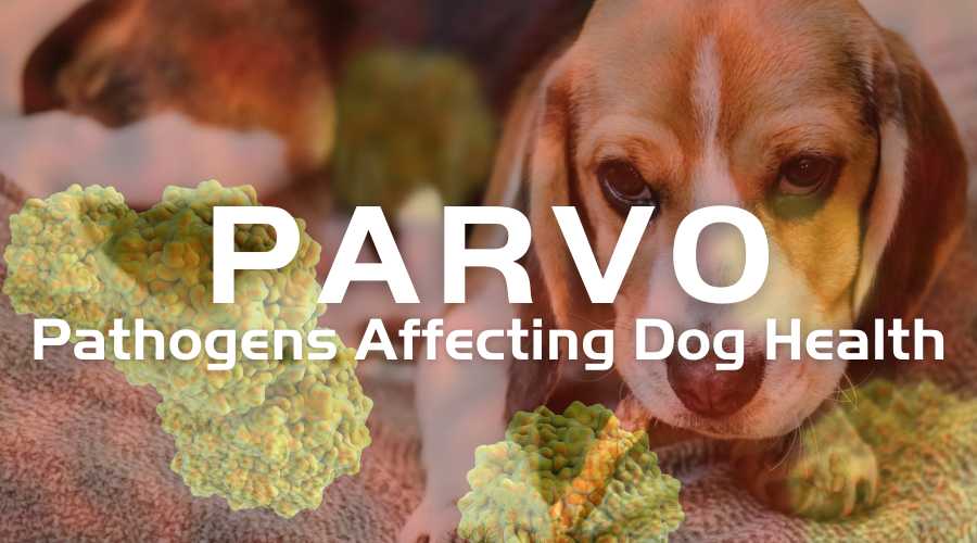 Parvo affecting dog pet health protection for puppies