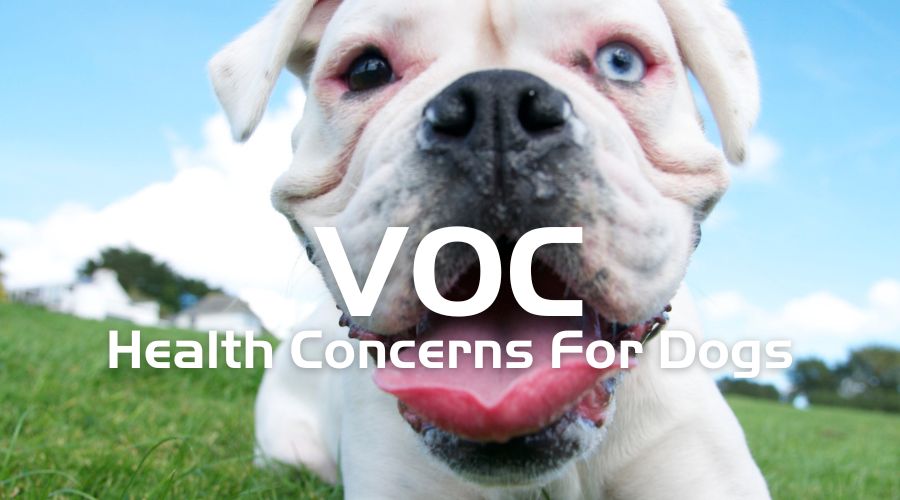 Impact of Volatile Organic Compounds VOC on Dog Health
