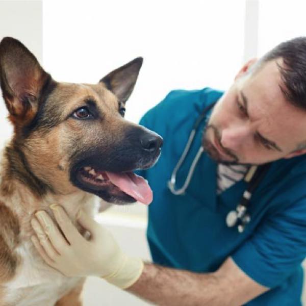 Veterinarians Questions About Dogs and Coronavirus Positive Tests