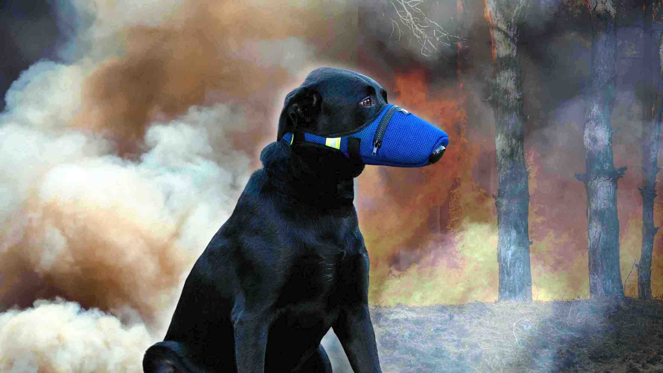 Verder holte Boos worden K9 Mask® Air Filter Mask for Dogs in Smoke, Ash, Dust, Tear Gas – K9 Mask®  by Good Air Team