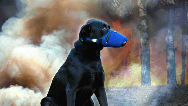 K9 Mask® Dog Air Filter Ansigtsmaske til hunde til røg, støv, aske, pollen, tåregas, rødt tidevand, kemikalier, allergener