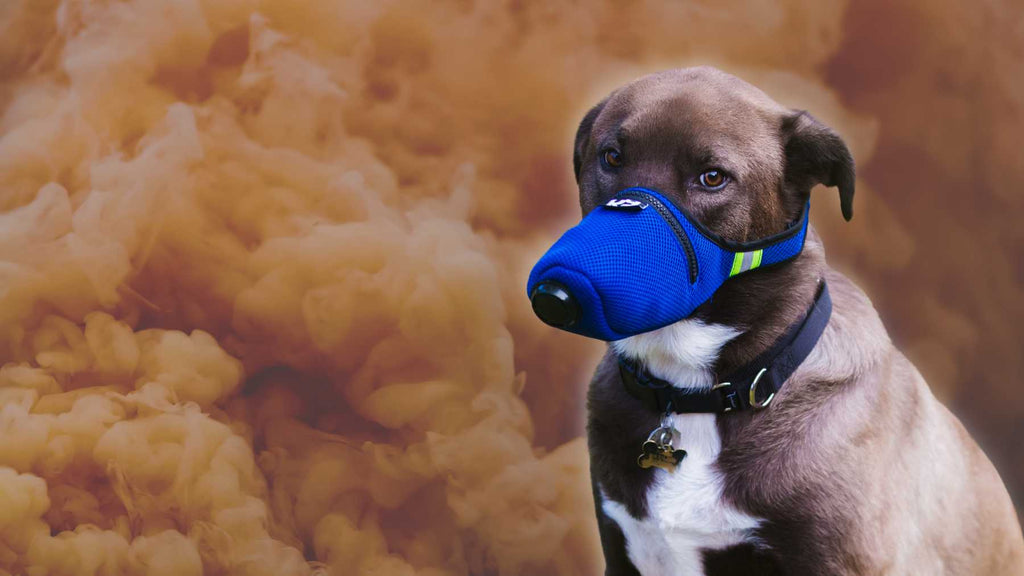 Chemical Gas Air Filter Mask for Dogs K9