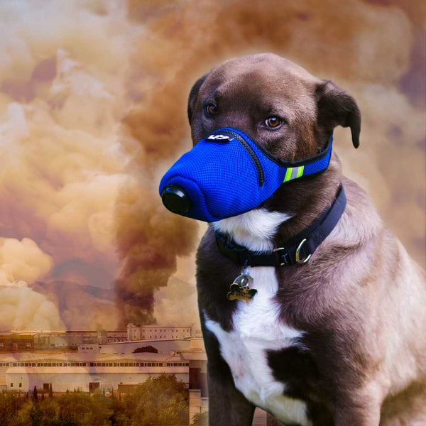 California Climate Change Health Impact on Dogs