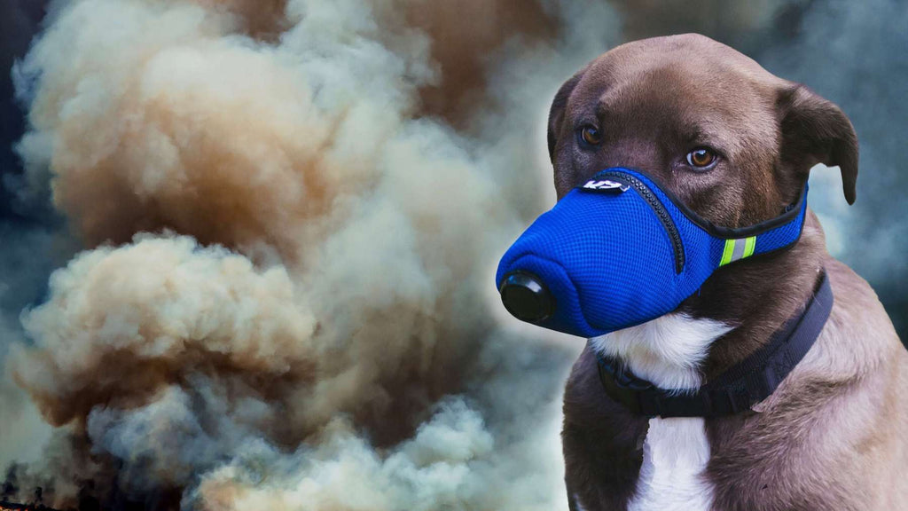 K9 Mask air filter smoke mask for pm2.5 particles in wildfire in pacific northwest