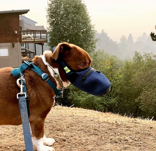 K9 Mask® air filter mask for dogs for wildfire smoke