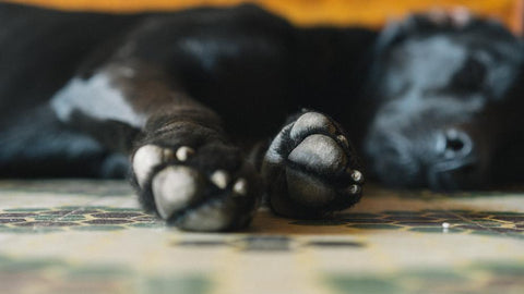 efeitos da poluição do ar em cães