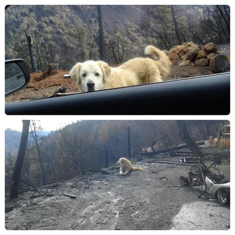 Residentes de California encuentran perro perdido después de que su hogar se incendiara en incendios forestales