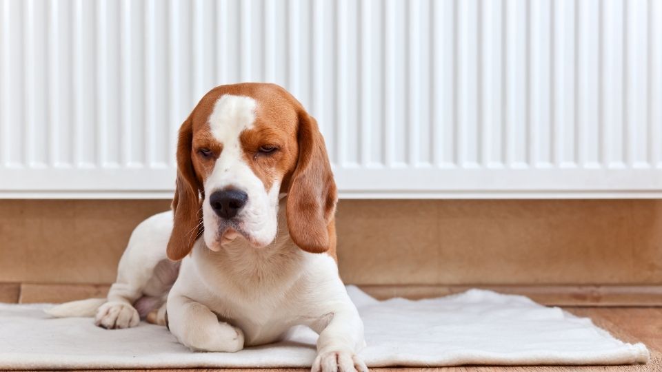 A radiação de uma bomba nuclear afeta a saúde do meu cachorro?