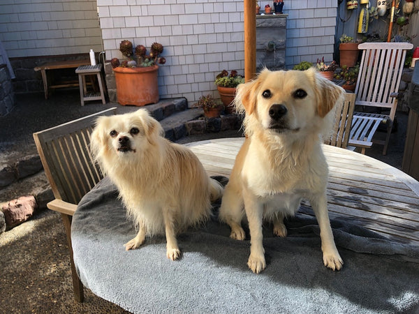 Los perros de rescate en California Wildfire Smoke obtienen la protección de máscara K9