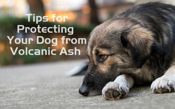 Tips for protecting your dog from volcanic ash