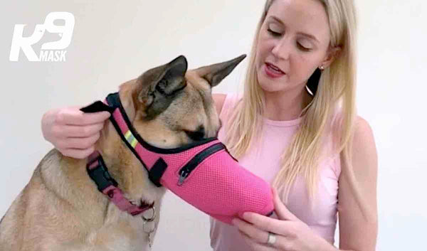 How to train your dog to wear an air filter mask by K9 Mask®