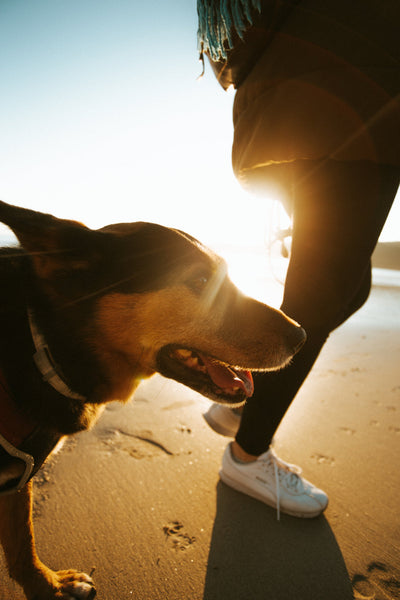 Air Filter Mask for Dogs in Florida Red Tide Health Impact