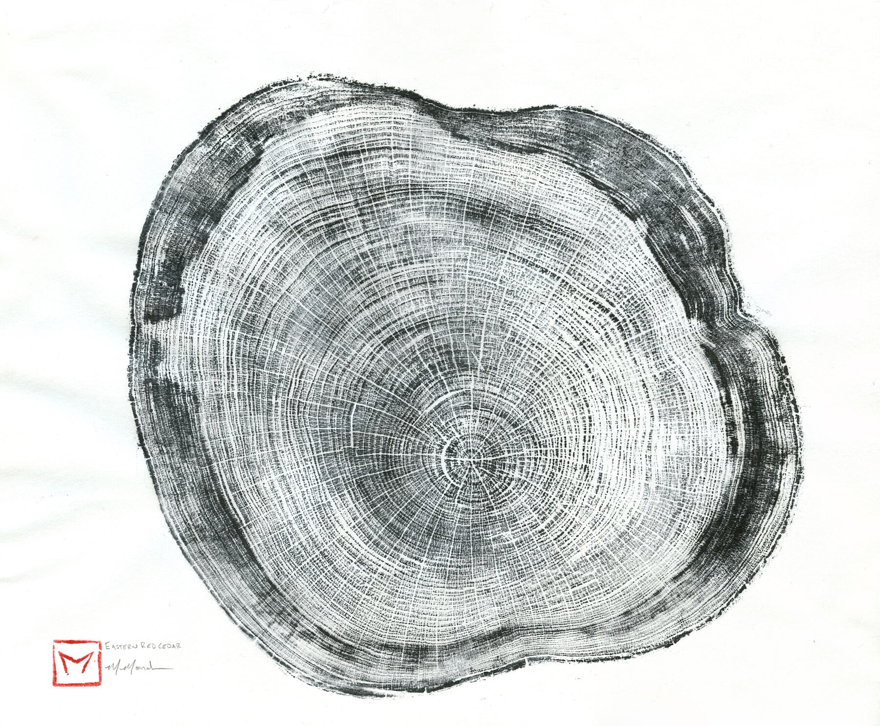 Eastern Red Cedar 1