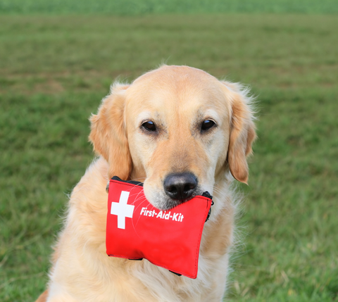 Dog with a first aid kit