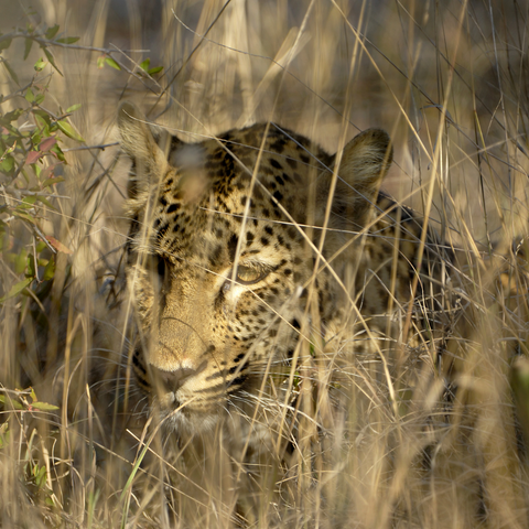 Leopard hiding