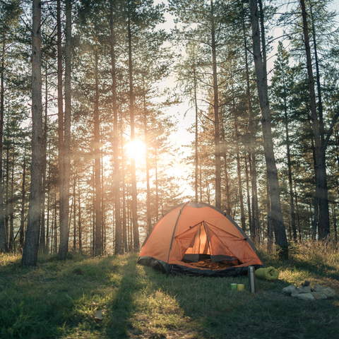 A tent in a field surrounded by tall trees with sunbeams shining through