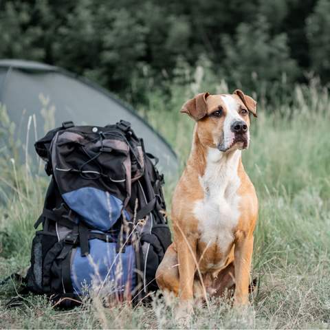 dog guards backpack