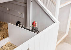 Broody Chicken? Or Happy Hen? Find out the difference here!