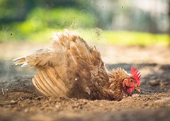 5 Things To Add To Your Chicken Dust Bath