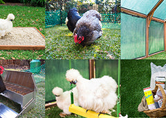 Top 20 Chicken Breeds For Your Backyard Coop