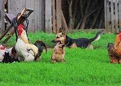 are german shepard dogs good with chickens