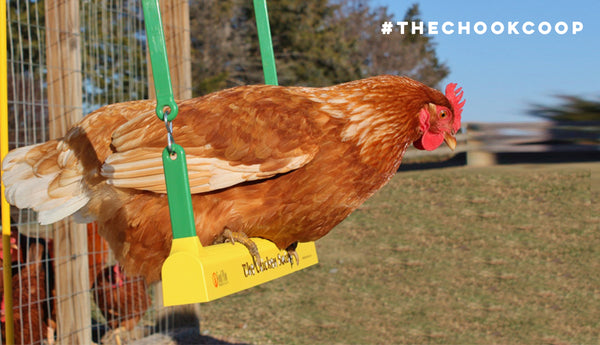 3 Easy Tricks To Teach Your Pet Chickens