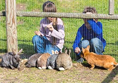 Can Chickens And Rabbits Live Together