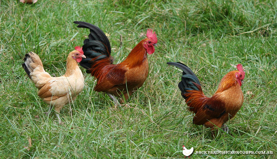 6 Reasons to Keep a Rooster in Your Yard - PetHelpful
