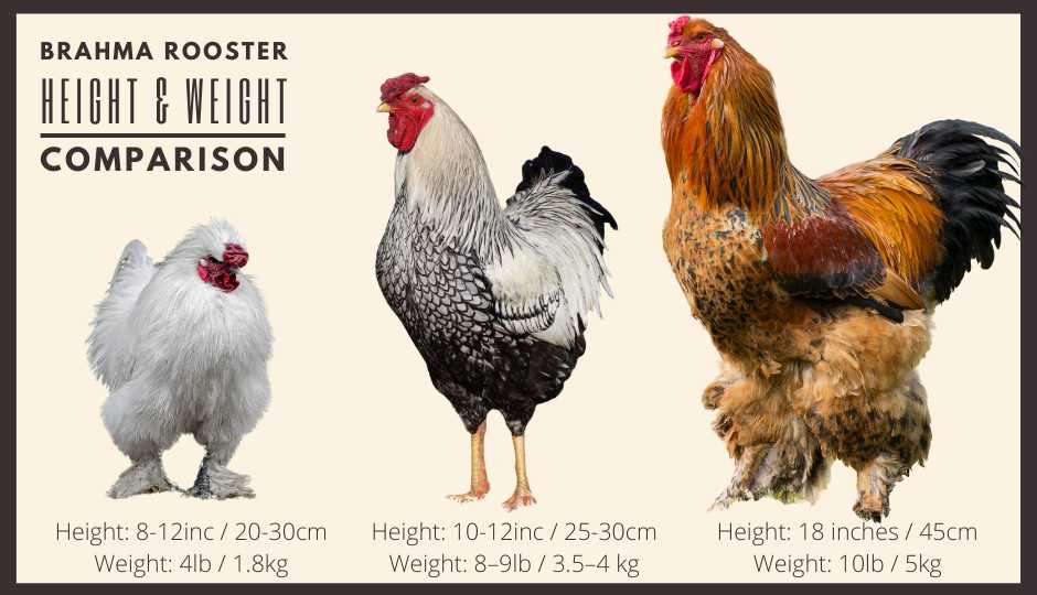 jersey giant egg size comparison