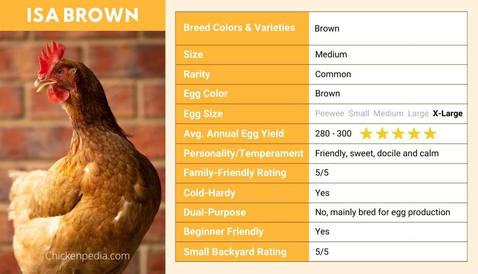 Isa-Brown-Chicken-Breed-Profile