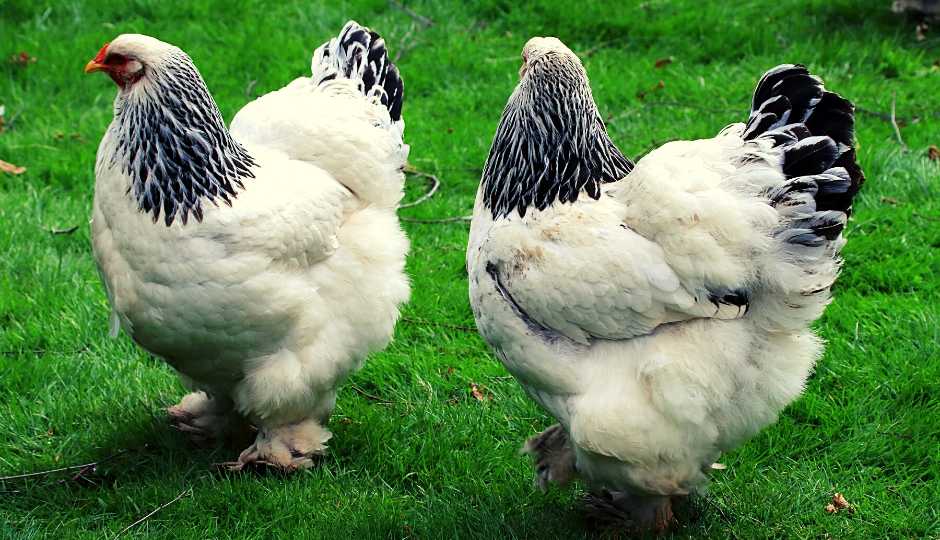 Buff lavender Brahma chicken  Chickens backyard breeds, Brahma