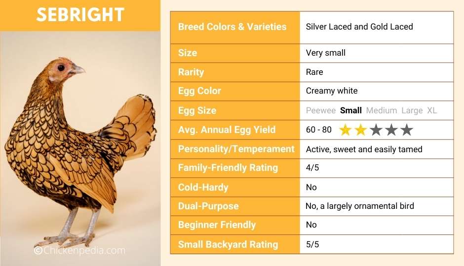 Best Egg Laying Chickens: A List of The 15 Best Chicken Breeds for