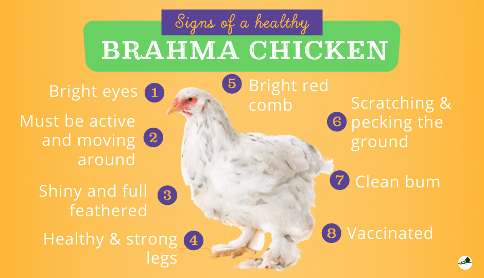 Lavender Brahma!  BackYard Chickens - Learn How to Raise Chickens