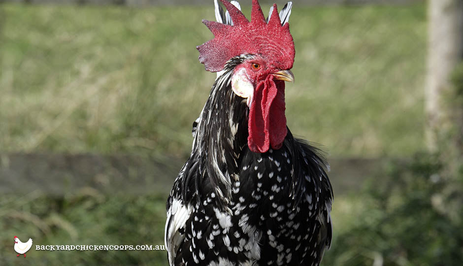 ancona chicken breed rooster