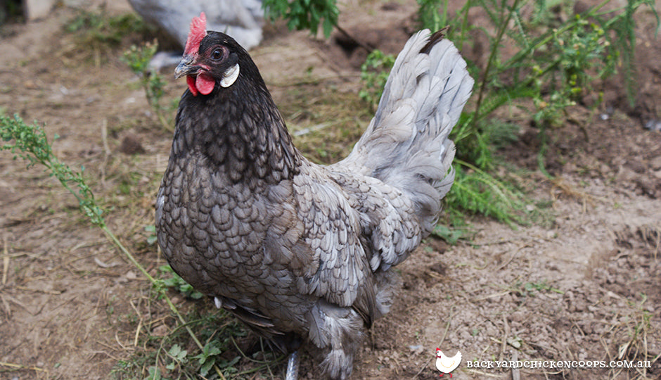 andalusian chicken breed