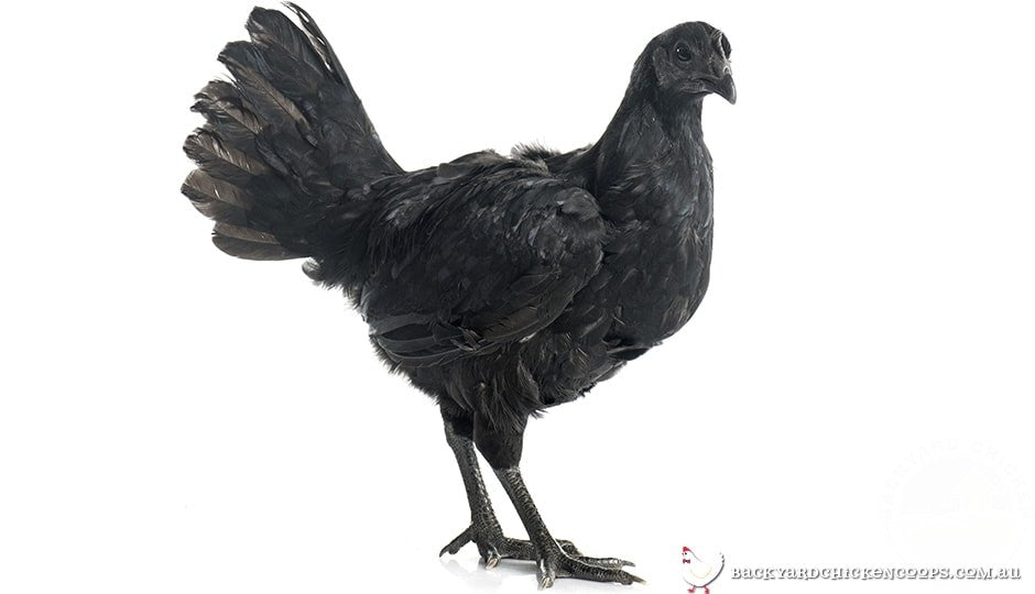 Ayam Cemani Chicken Breed Profile - Entirely Black Chicken