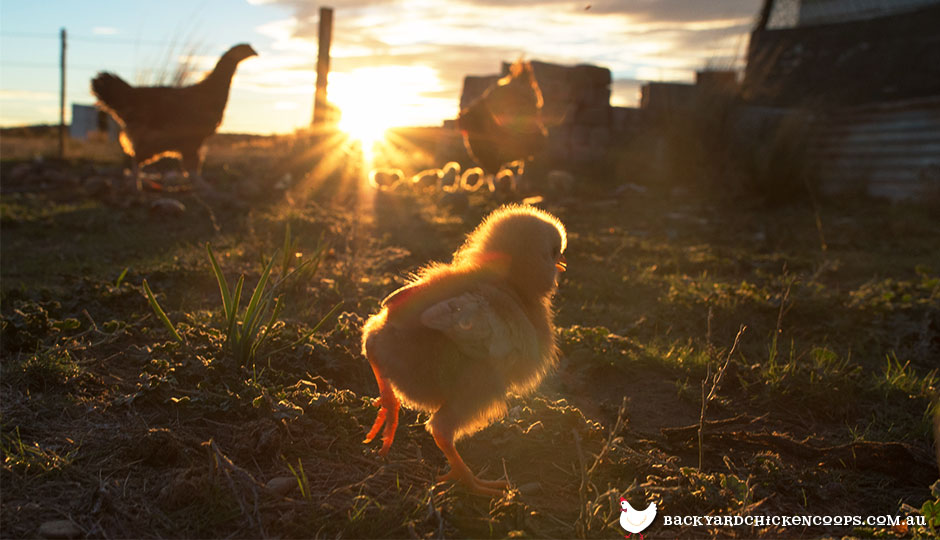 baby-chickens-are-safe-with-the-mother-hen